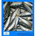 Gefrorene mackerel